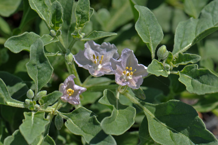 Purple Ground Cherry has showy purple, violet or pinkish-white flowers, with a white eye in the center. Quincula lobata